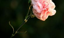 捧着康乃馨，捧着我的母爱