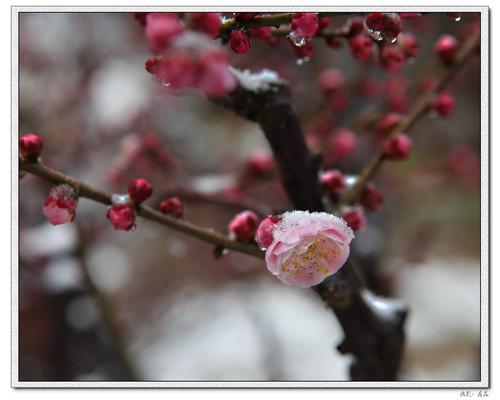 梅花在风雪中