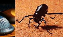 一只虫子的启示