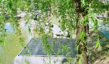 我们学校的柳树