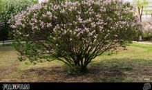 校园丁香花淘气包张明作文600字