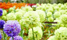 桐花的美一直都在