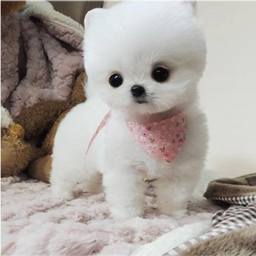 我的狗