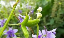 我变成了一棵植物