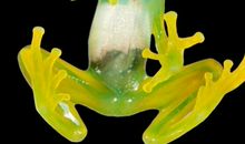 一辈子都在那绿着