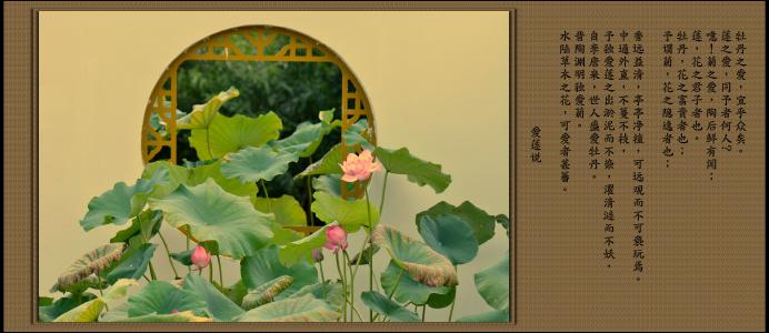 莲花秀