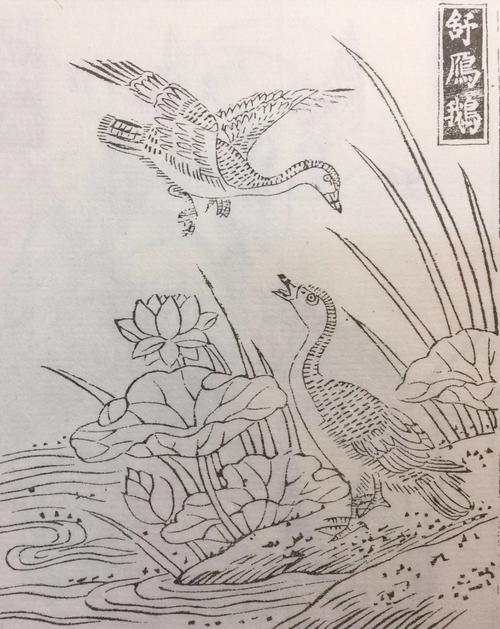 雪天鹅自由飞翔