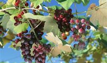 我和葡萄有个约会