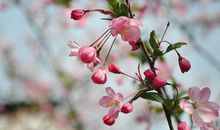 冬的点缀春的希望