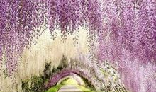 我美丽因为我单纯