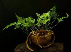 我变成了植物