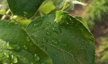 爱冒险的小瓢虫