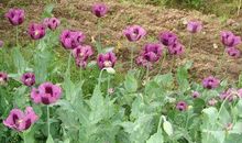 我熟悉的一种花