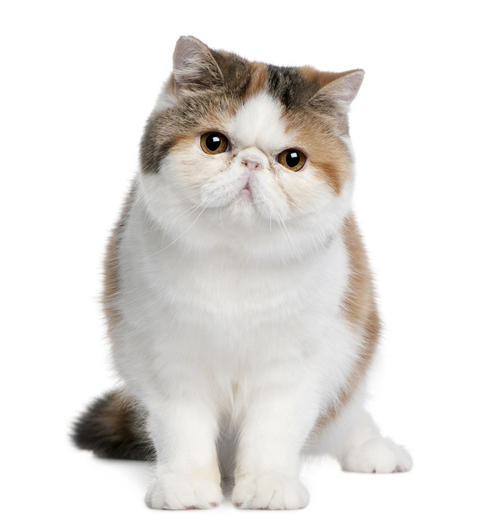 我的波斯猫