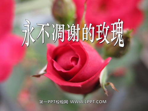 关于阅读《枯萎的玫瑰》的思考