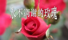 《凋谢的玫瑰》读后感