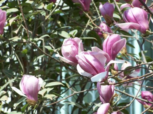 玉兰花开