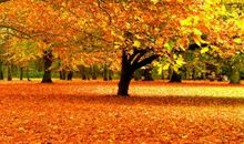 秋天树为什么会落叶