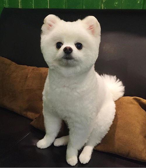 可爱的胖狗