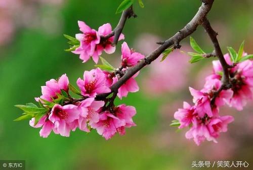 我面对飞舞的桃花流下了眼泪