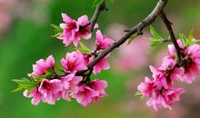 面对漫天飞舞的桃花我流泪了