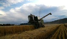 秋天是丰收的季节