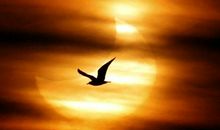 平凡而伟大的爱