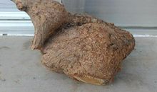 最令我心动的洋槐