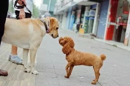 狗的叙述