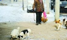 爱心少年和流浪狗