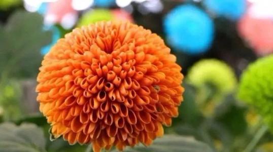 菊花在不同的姿势