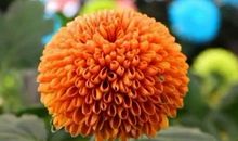 千姿百态的菊花