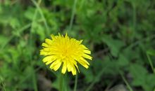 校园春景惹人醉