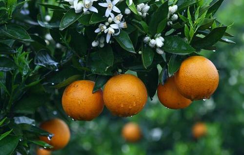 柑橘