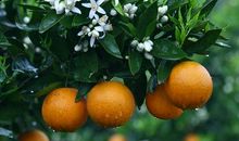 柑橘