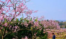 春天·桃园·人们