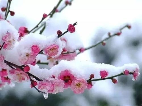 早歌
