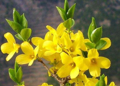 迎春花