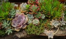 我家里的植物角