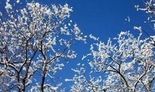 描写雪的作文600字