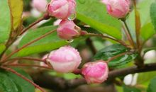 独立在濛濛细雨中