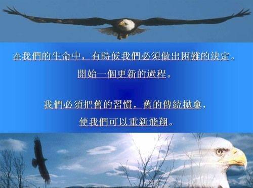 鹰重生