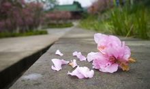 时光流逝中的美好