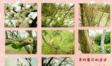 春天的足迹作文