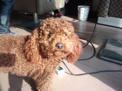 可爱的太极犬