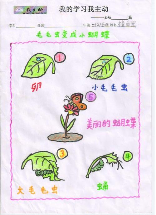 毛毛虫变态