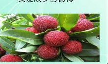 我爱故乡的桔子