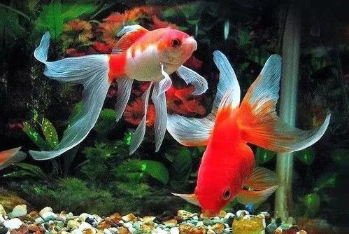 两条金鱼