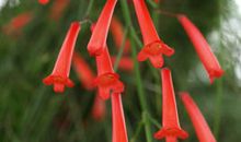 校园里的鞭炮花