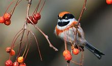 观《红尾鸽》有感